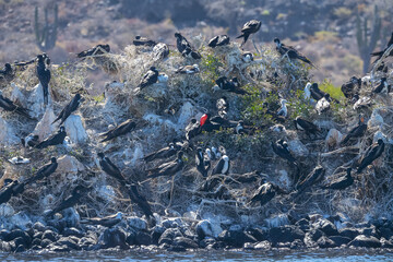 Galapagos booby red throat nest in cortez sea baja california sur mexico