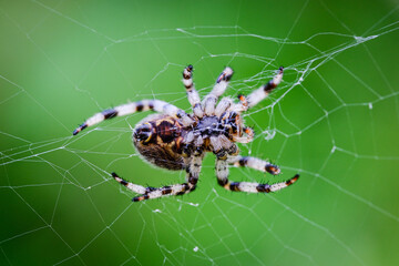 Macro photo of spider