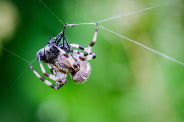 Macro photo of spider