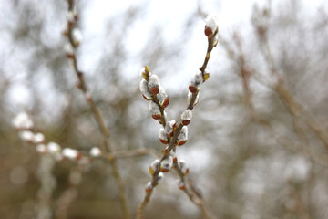 Pussy willow flowers on the branch, blooming verba in spring forest. Palm Sunday symbol, catkins for Easter background