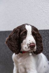 Photo of puppy english springer spaniel looking away