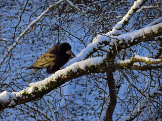 crow on tree