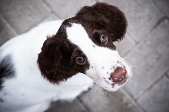 Photo of puppy english springer spaniel looking up