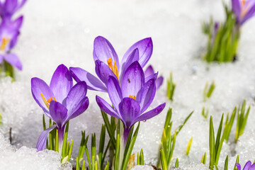 Spring crocus in the snow, lit by the sun