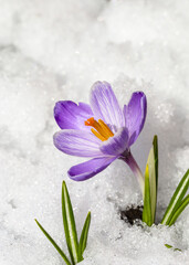 Spring crocus in the snow, lit by the sun.