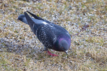 Rock dove, rock pigeon, or common pigeon - Here Brønnøysund,Helgeland,Northern...