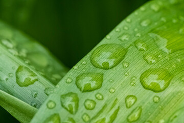 Macro photography of nature © Tomasz
