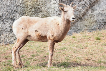 オオツノヒツジ