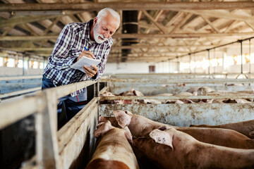 Livestock, meat industry, and pig breeding. © Dusan Petkovic