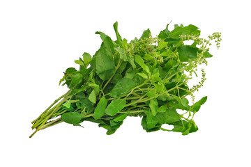 Fresh basil leaf isolated on white background. Close up of Basil herb, this image with clipping path for art work.