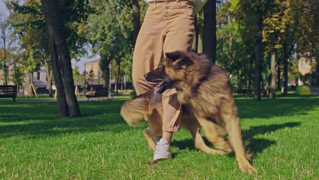 Smart and funny german shepherd dog walking between trainer's legs, commands