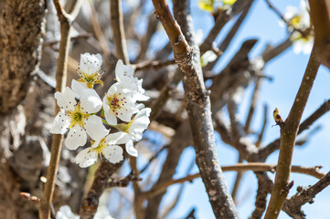 Pear tree flowers