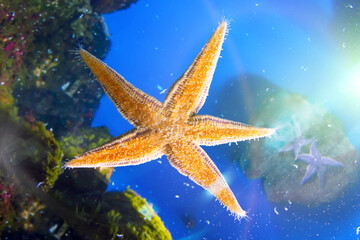 Obraz na płótnie Canvas Starfish bottom view, tentacles stinging cells on glass.
