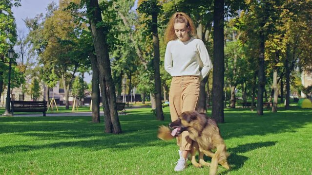 Woman owner training dog to walk between her legs, preparations for dog show