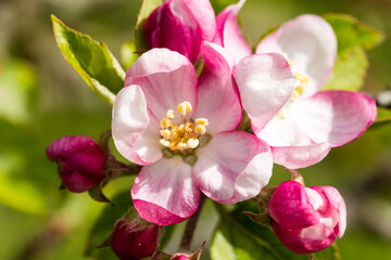 Fototapeta na wymiar Fleurs de pommier au printemps en plan rapproché