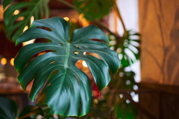 close-up green large monstera leaf. natural background plant blurred lights in the background