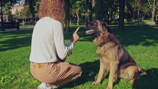 Pedigree german shepherd dog barking on command, listening to owner, obedience