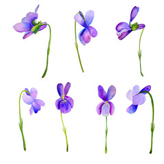 Fototapeta na wymiar Violet wild flowers watercolor clipart. Hand drawn purple flowers illustration on isolated background.