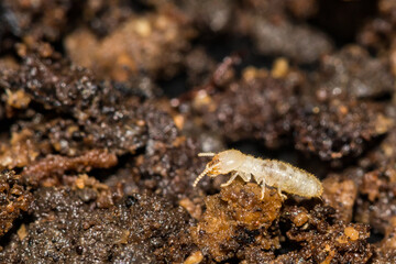 Eastern Subterranean Termite - Reticulitermes flavipes
