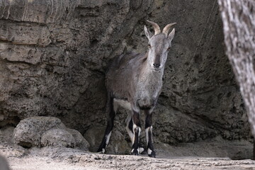 スーチョワンバーラル