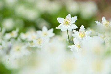 Fototapeta premium White flowers
