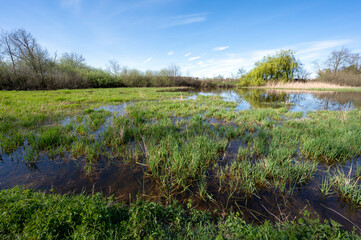 Paysage des étangs de La Dombes dans le département de l'Ain en France au printemps