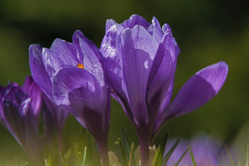 Crocus