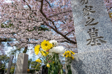 墓地と桜　Japanese grave garden with beautiful cherry blossoms	