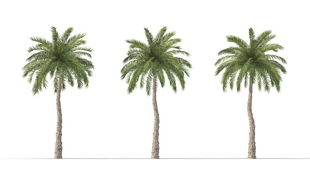 Isolated realistic Beach Palm tree on the wind, White background with transparent cut-out animation and alpha channel.3d rendering with id pass