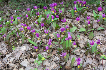 Siberian candyk, one of the earliest spring primroses