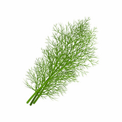 Dill. Image of dill twigs. A spicy plant. Dill for spices. Vector illustration isolated on a white background