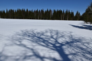The shadow of the tree on the snow, Sainte-Apolline, Québec, Canada
