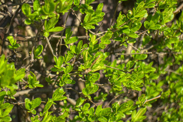 Fototapeta krzew liściasty wiosną obraz