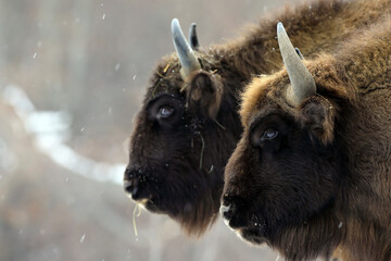 European bison (Aurochs) in the winter season on a heavy snow..The European bison (Bison bonasus), also known as  the European wood bison, is a Eurasian species of bison. 