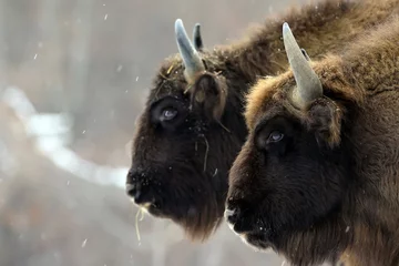 Poster European bison (Aurochs) in the winter season on a heavy snow..The European bison (Bison bonasus), also known as  the European wood bison, is a Eurasian species of bison.  © Silviu