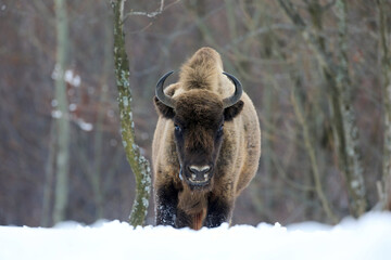 European bison (Aurochs) in the winter season on a heavy snow..The European bison (Bison bonasus), also known as  the European wood bison, is a Eurasian species of bison.  © Silviu