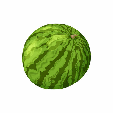 Watermelon. Image of a ripe watermelon. Striped watermelon. Vector illustration isolated on a white background