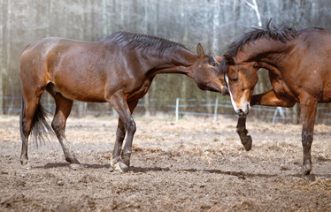 Horses in the meadow. A pair of brown bay horses