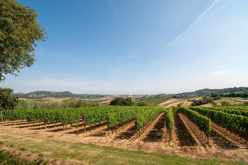 Fototapeta na wymiar vineyard in toscana in italy