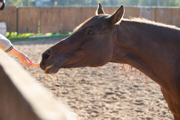 An Arabian horse in the paddock takes a carrot from the boy's hand. Sunny summer evening. Feeding the horses