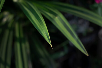fresh and green pandan leafs