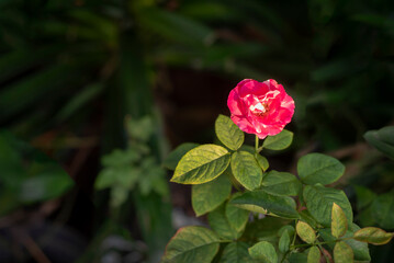 red rose bloom in the garden