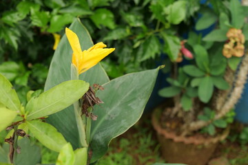 yellow flower in home garden