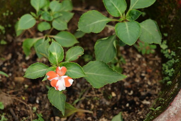 small flower in the garden