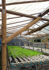Hydroponic vegetables farm house