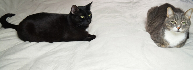 A black and striped gray cat are lying on the bed resting. Banner.