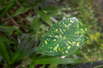 green leaf caladium in the home garden