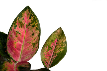 beautiful pink aglaonema leafs isolated