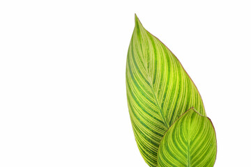 beautiful green and yellow lines pattern of canna lily leafs white background isolated - obrazy, fototapety, plakaty