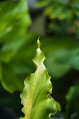 Waving anthurium leaf shining freshly against dark background
